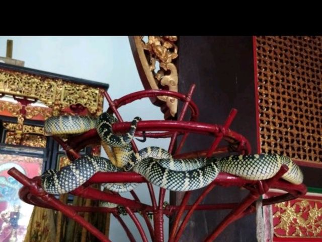 Snakes are everywhere here 🫣 | Snake Temple