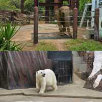 【東京景點】上野動物園：100年歷史，必探訪！🐼🐻‍❄️🌳🌍