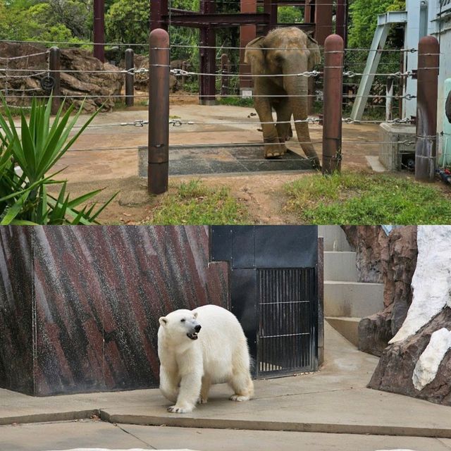 【東京景點】上野動物園：100年歷史，必探訪！🐼🐻‍❄️🌳🌍