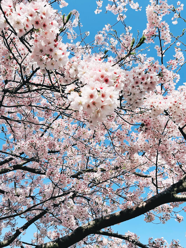 富山で桜を見るなら！舟川辺りの桜並木