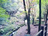 Kagoshima Prefectural Forest