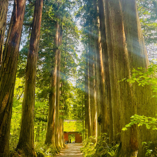 【長野県/ 木漏れ日が美しく差し込んだ幻想的な随神門 ✨】