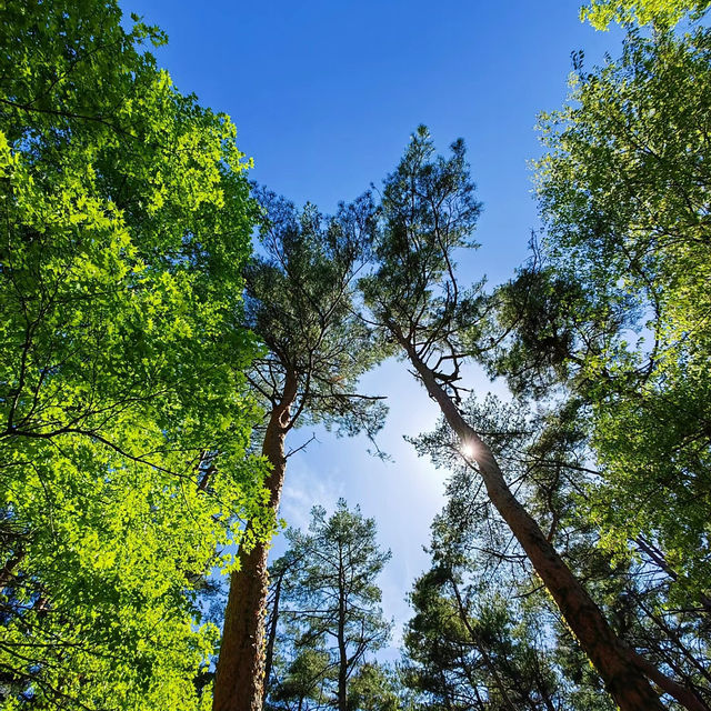 山中溪：清澈溪水與蒼翠山林的夢幻仙境，享受自然恬靜之美