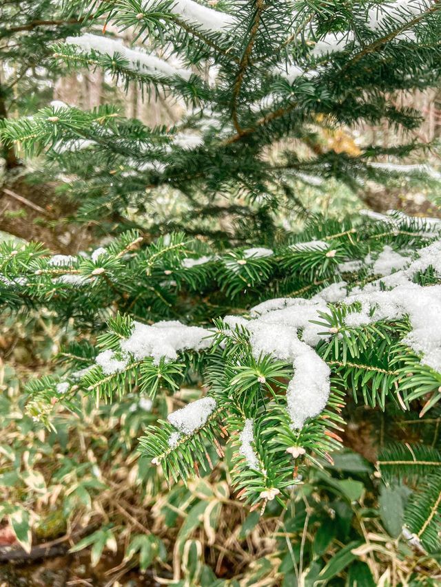 เดินเทรลในป่าสุดโรแมนติกที่ Kamikochi🌿❄️