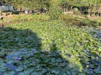 【春天好去處】🌿香港郊遊🍀@元荃古道：☀️靚景賞花🌸，適合假日郊遊