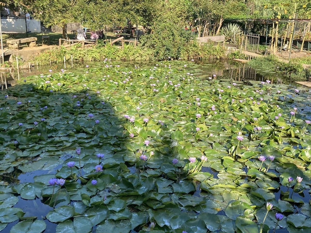 【春天好去處】🌿香港郊遊🍀@元荃古道：☀️靚景賞花🌸，適合假日郊遊