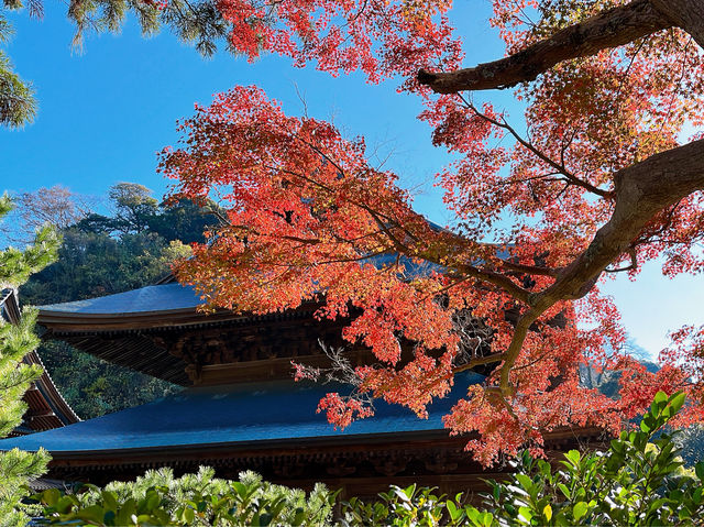 【鎌倉】まだあまり知られていない、自然を感じられる紅葉スポット