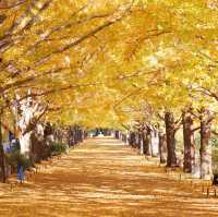 東京超人氣銀杏大道 佔地180公頃昭和記念公園
