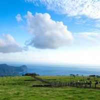 【八丈島】無料ではいれる牧場🐮