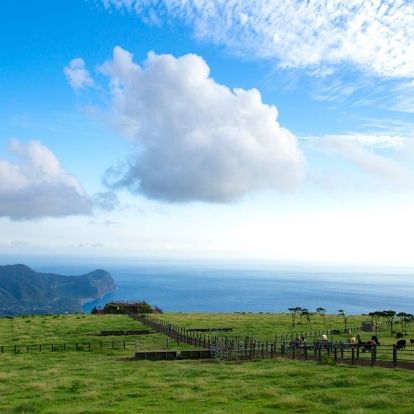 【八丈島】無料ではいれる牧場🐮