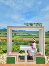 경비행기를 볼수 있는 함안 악양둑방길💚