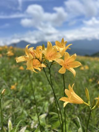The Yellow Lily, also known as Nikkōkisuge (ニッコウキスゲ)