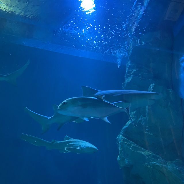 บึงฉวาก 🦈🐊🐟