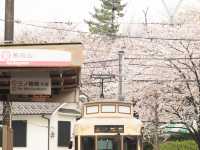 都電荒川線 - 櫻花下東京散策