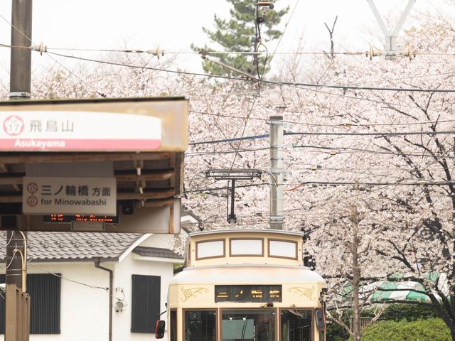 都電荒川線 - 櫻花下東京散策