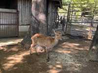 伊豆シャボテン動物公園@伊豆🐏