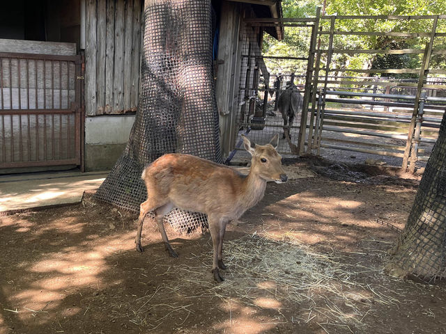 伊豆シャボテン動物公園@伊豆🐏