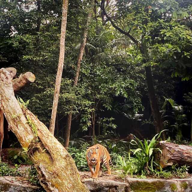 Singapore zoo