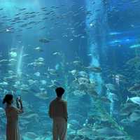 濟州島的大自然，水族館，瀑布 - 動靜皆宜之旅