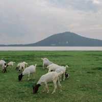 🌿🐑ถ่ายรูปกับฝูงแพะ @เขื่อนป่าสักฯ ลพบุรี