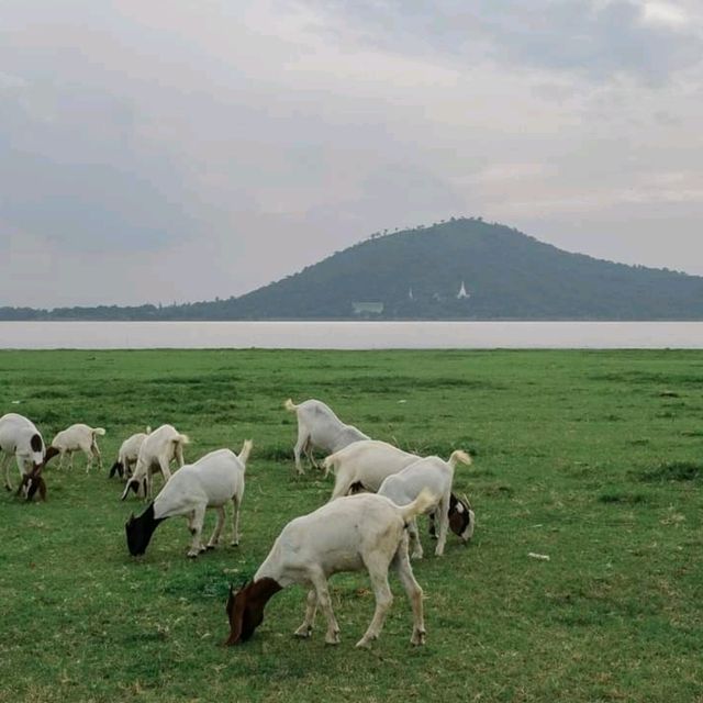 🌿🐑ถ่ายรูปกับฝูงแพะ @เขื่อนป่าสักฯ ลพบุรี