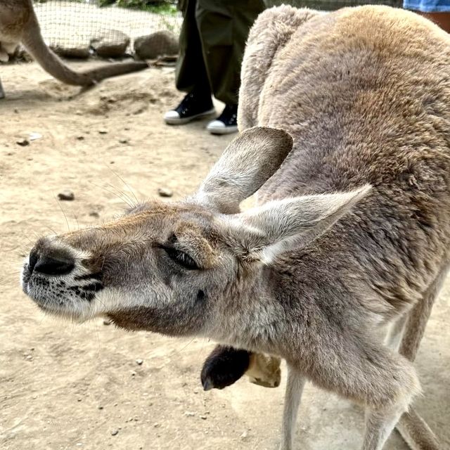 札幌北部野生動物園-動物近距離接觸，可能帶來危險的動物園