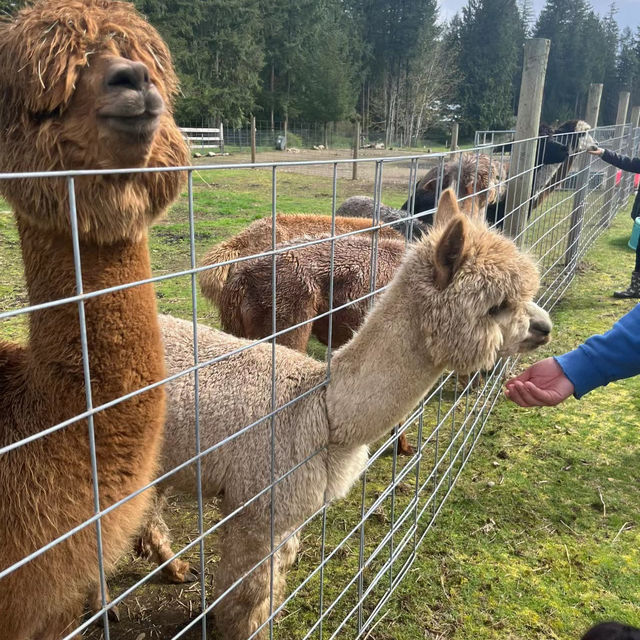 Ferny Hill Farm：田園夢境，鄉村視覺與心靈的淨土
