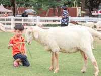 รีวิว The Scenery Vintage Farm สวนผึ้ง 