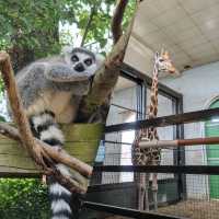 倫敦動物園：保存完好、有趣圍欄，豐富資訊
