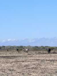 Get in touch with nature at Baluran National Park
