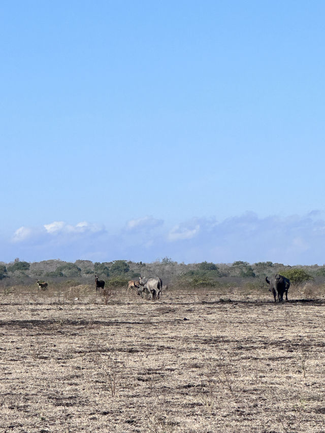 Get in touch with nature at Baluran National Park