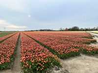 荷蘭🇳🇱公路旅行隨處可見的鬱金香花園