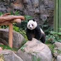 ดูแพนด้าที่ Ocean Park Hongkong 