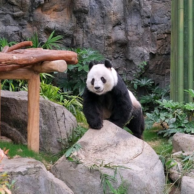 ดูแพนด้าที่ Ocean Park Hongkong 