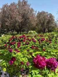 Springtime Bliss: Exploring China's National Flower Garden During the Peony Festival