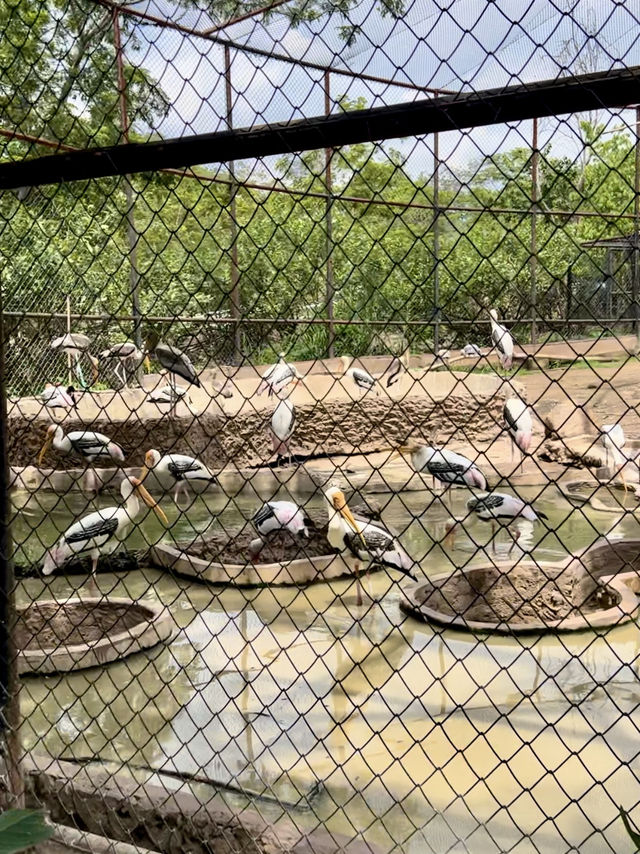 สวนสัตว์ขอนแก่น🦒 สวนสัตว์ขอนแก่น🦒