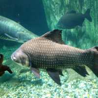 🇲🇾 Underwater Wonders: Exploring Aquaria KLCC