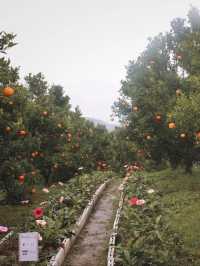 ยกให้เป็นสวนส้ม 🍊🌳 #เชียงใหม่  ฟิลเกาหลีเกาใจสุด