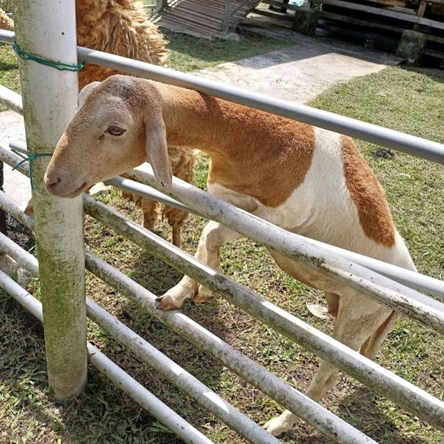 Audi Dream Farm