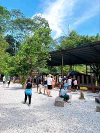 Save the Elephants at Kuala Gandah National Elephant Conservation Centre
