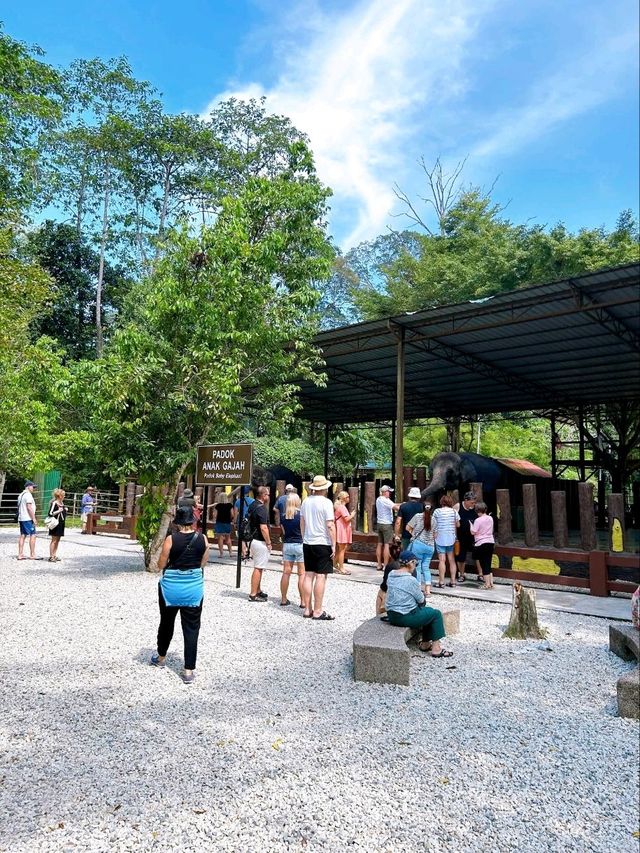 Save the Elephants at Kuala Gandah National Elephant Conservation Centre