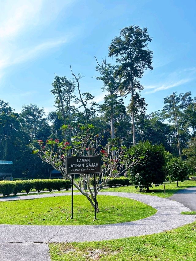 The Importance of Elephant Rescue at Elephant Sanctuary Kuala Gandah