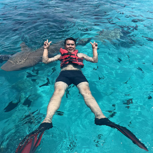 #ดูฉลามที่มัลดีฟส์ #ว่ายน้ำกับฉลาม #ม้ลดีฟส์🏝️💦