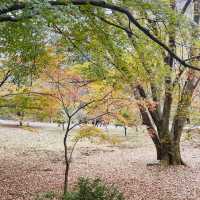 走進內藏山國立公園森林看紅葉