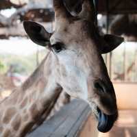 ซาฟารีเวิลด์ (Safari World) 