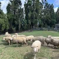 Sheep, Skywalk and Stunning Views at Qingjing Farm