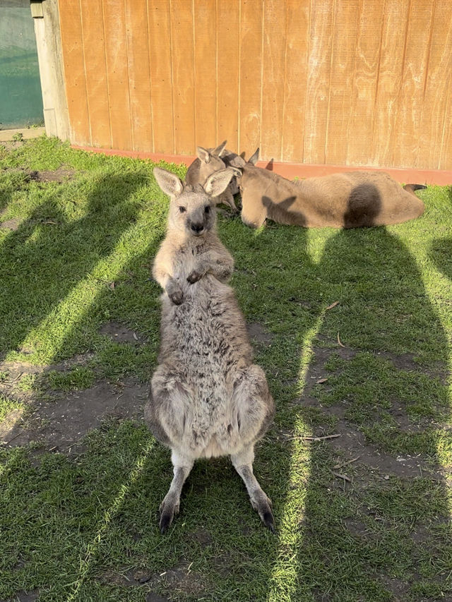 🇦🇺墨爾本旅行·體驗被袋鼠包圍的感覺🦘