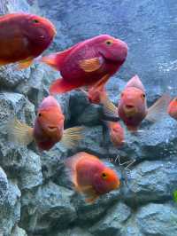 เที่ยวสุพรรณ บึงฉวาก aquarium 🐟