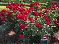 Shinjuku Gyoen National Garden: A Serene Oasis Amidst the Urban Jungle