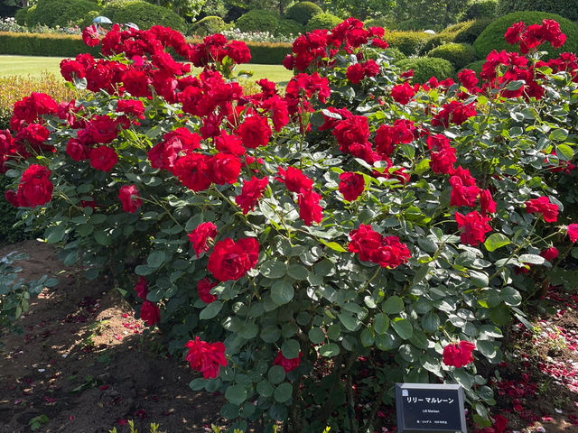 Shinjuku Gyoen National Garden: A Serene Oasis Amidst the Urban Jungle